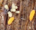 Bilobella aurantiaca